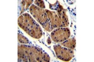 Immunohistochemistry analysis in formalin fixed and paraffin embedded human stomach tissue reacted with NDUFS8 Antibody (Center) followed which was peroxidase conjugated to the secondary antibody and followed by DAB staining.