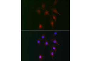 Immunofluorescence analysis of NIH-3T3 cells using FB2 Rabbit pAb (ABIN7267112) at dilution of 1:100 (40x lens). (FAM160B2 antibody)