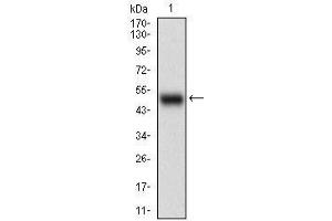 Western blot analysis using CD10 mAb against human CD10 (AA: 52-246) recombinant protein. (MME antibody  (AA 52-246))