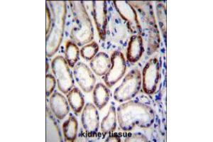 BCAT2 Antibody immunohistochemistry analysis in formalin fixed and paraffin embedded human kidney tissue followed by peroxidase conjugation of the secondary antibody and DAB staining. (BCAT2 antibody  (C-Term))
