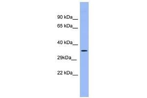 PSG5 antibody used at 1 ug/ml to detect target protein. (PSG5 antibody  (Middle Region))
