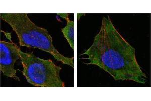 Confocal immunofluorescence analysis of Hela (left) and L-02 (right) cells using S100A10/P11 antibody (green). (ENDOU antibody)