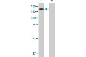 Western Blot analysis of NLRP1 expression in transfected 293T cell line by NLRP1 MaxPab polyclonal antibody. (NLRP1 antibody  (AA 1-1429))