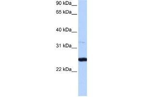 PRTFDC1 antibody used at 0.