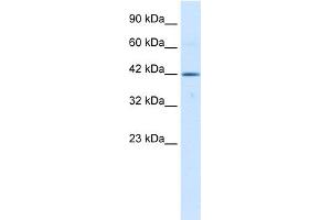 WB Suggested Anti-TBX6 Antibody Titration:  0. (T-Box 6 antibody  (Middle Region))