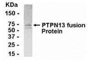 Western Blotting (WB) image for anti-Protein tyrosine Phosphatase, Non-Receptor Type 13 (APO-1/CD95 (Fas)-Associated Phosphatase) (PTPN13) (AA 212-399) antibody (ABIN2468004) (PTPN13 antibody  (AA 212-399))