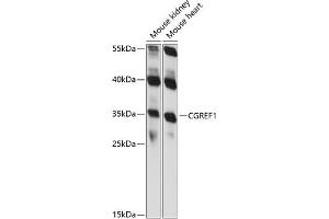 Western blot analysis of extracts of various cell lines, using CGREF1 antibody (ABIN7266266) at 1:1000 dilution. (CGREF1 antibody  (AA 20-200))