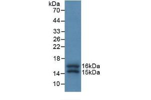 Detection of Recombinant FKBP1A, Human using Monoclonal Antibody to FK506 Binding Protein 1A (FKBP1A) (FKBP1A antibody  (AA 2-108))