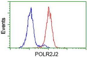 Image no. 2 for anti-Polymerase (RNA) II (DNA Directed) Polypeptide J2 (POLR2J2) antibody (ABIN1500337) (POLR2J2 antibody)