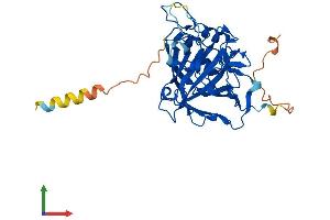 AlphaFold protein structure predicition of Mouse Recombinant Ca10 Protein, UniprotID P61215