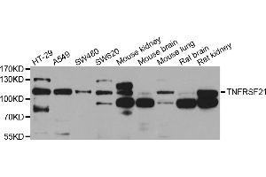 Western blot analysis of extracts of various cell lines, using TNFRSF21 antibody (ABIN5975511) at 1/1000 dilution. (TNFRSF21 antibody)
