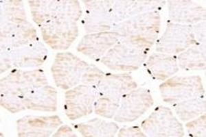 Immunohistochemistry analysis of paraffin-embedded mouse skeletal muscle using TBX10 (ABIN7075814) at dilution of 1: 4600 (T-Box 10 antibody)