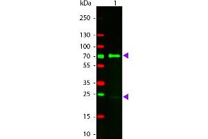 Western Blot of Donkey anti-Chicken IgG Rhodamine Conjugated Antibody. (Donkey anti-Chicken IgG (Heavy & Light Chain) Antibody (TRITC) - Preadsorbed)