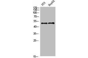 Western Blot analysis of 3T3 HEPG2 cells using Factor IX Polyclonal Antibody diluted at 1:800. (Coagulation Factor IX antibody  (AA 412-461))