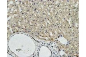 Expression of AQP9 in rat liver - Immunohistochemical staining of rat liver paraffin embedded sections using Anti-Aquaporin 9 Antibody (ABIN7042945 and ABIN7045206) (1:100). (AQP9 antibody  (Intracellular, N-Term))