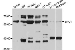 Western blot analysis of extracts of various cell lines, using ENC1 antibody (ABIN4903575) at 1:1000 dilution. (ENC1 antibody)