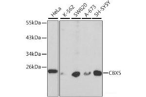 Western blot analysis of extracts of various cell lines using CBX5 Polyclonal Antibody at dilution of 1:1000. (CBX5 antibody)