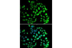 Immunofluorescence analysis of U2OS cells using GPS1 antibody (ABIN5974162).