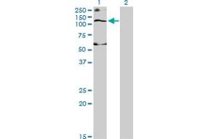 Western Blot analysis of SLC12A4 expression in transfected 293T cell line by SLC12A4 monoclonal antibody (M01), clone 1H6. (SLC12A4 antibody  (AA 1-110))