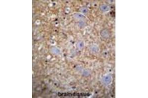 XKR4 Antibody (C-term) immunohistochemistry analysis in formalin fixed and paraffin embedded human brain tissue followed by peroxidase conjugation of the secondary antibody and DAB staining. (XKR4 antibody  (C-Term))