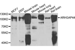 Western blot analysis of extracts of various cell lines, using ARHGAP44 antibody (ABIN4902942) at 1:1000 dilution. (ARHGAP44 antibody)