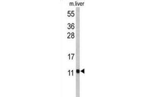 Western Blotting (WB) image for anti-Pterin-4 alpha-Carbinolamine Dehydratase/dimerization Cofactor of Hepatocyte Nuclear Factor 1 alpha (PCBD1) antibody (ABIN2971024) (PCBD1 antibody)