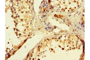 Immunohistochemistry of paraffin-embedded human testis tissue using ABIN7150223 at dilution of 1:100 (POLB antibody  (AA 1-300))
