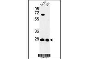 Western blot analysis of DCI Antibody in MCF-7, 293 cell line lysates (35ug/lane) (DCI antibody  (C-Term))