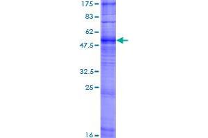 Image no. 1 for Olfactory Receptor, Family 5, Subfamily H, Member 1 (OR5H1) (AA 1-313) protein (GST tag) (ABIN1313589) (OR5H1 Protein (AA 1-313) (GST tag))