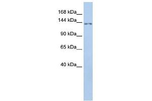 WB Suggested Anti-TMEM132B Antibody Titration:  0. (TMEM132B antibody  (Middle Region))