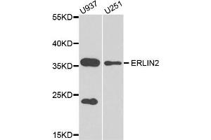 Western blot analysis of extract of U937 and U251 cells, using ERLIN2 antibody. (ERLIN2 antibody)