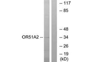Western blot analysis of extracts from K562 cells, using OR51A2 Antibody.