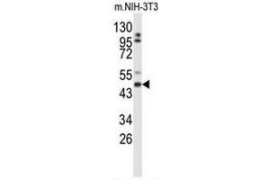 Western blot analysis of GORAB Antibody (N-term) in mouse NIH-3T3 cell line lysates (35µg/lane). (GORAB antibody  (N-Term))