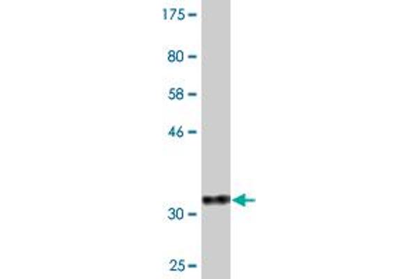 DYNLL2 antibody  (AA 1-72)