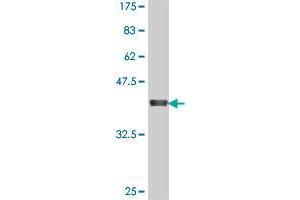 Western Blot detection against Immunogen (37 KDa) . (SPEF2 antibody  (AA 324-422))