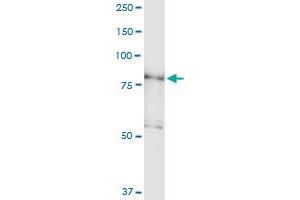 Immunoprecipitation of PDXDC1 transfected lysate using anti-PDXDC1 MaxPab rabbit polyclonal antibody and Protein A Magnetic Bead , and immunoblotted with PDXDC1 purified MaxPab mouse polyclonal antibody (B01P) . (PDXDC1 antibody  (AA 1-788))