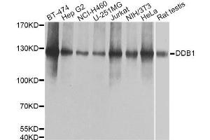 Western blot analysis of extracts of various cell lines, using DDB1 Antibody. (DDB1 antibody  (C-Term))