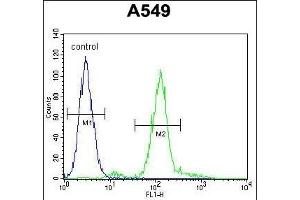 ZEB1 Antibody ( Ascites) ABIN659081 flow cytometric analysis of A549 cells (right histogram) compared to a negative control cell (left histogram). (ZEB1 antibody  (AA 69-97))