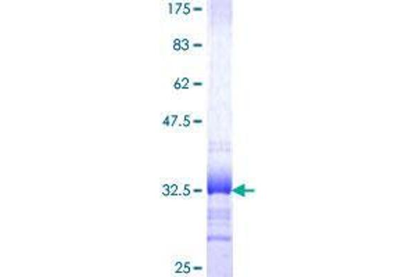 SYT11 Protein (AA 84-139) (GST tag)