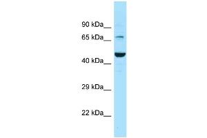Western Blotting (WB) image for anti-Solute Carrier Family 6 (Neurotransmitter Transporter, GABA), Member 11 (SLC6A11) (C-Term) antibody (ABIN2788129)