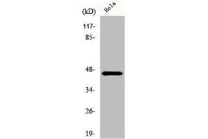 Western Blot analysis of HeLa cells using Cytokeratin 18 Polyclonal Antibody (Cytokeratin 18 antibody  (C-Term))