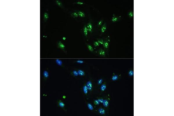 CCDC59 antibody  (AA 1-241)