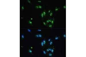 CCDC59 antibody  (AA 1-241)
