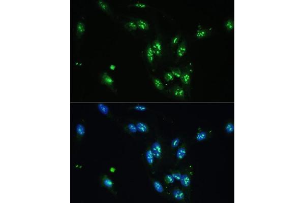 CCDC59 anticorps  (AA 1-241)