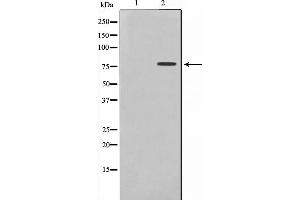 Western blot analysis of Tau phosphorylation expression in COLO205 whole cell lysates,The lane on the left is treated with the antigen-specific peptide. (MAPT antibody  (pSer235))