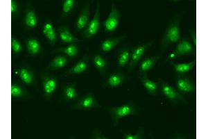 Immunofluorescence analysis of A549 cells using POLR2D antibody. (POLR2D antibody)