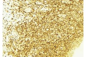 ABIN6267662 at 1/100 staining Mouse liver tissue by IHC-P. (LKB1 antibody  (pSer428))
