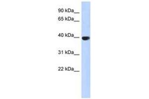 Image no. 1 for anti-Aurora Kinase C (AURKC) (AA 215-264) antibody (ABIN6743752) (Aurora Kinase C antibody  (AA 215-264))