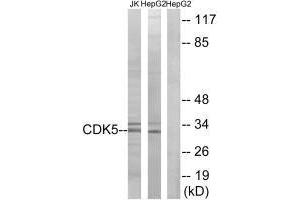 Western blot analysis of extracts from Jurkat cells and HepG2 cells, using CDK5 (Ab-15) antibody. (CDK5 antibody  (Tyr15))