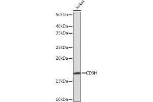 Western blot analysis of extracts of Jurkat cells, using CD3H Rabbit mAb (ABIN7266174) at 1:1000 dilution. (CD247 antibody)